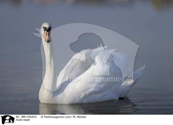 Hckerschwan / mute swan / RR-104243