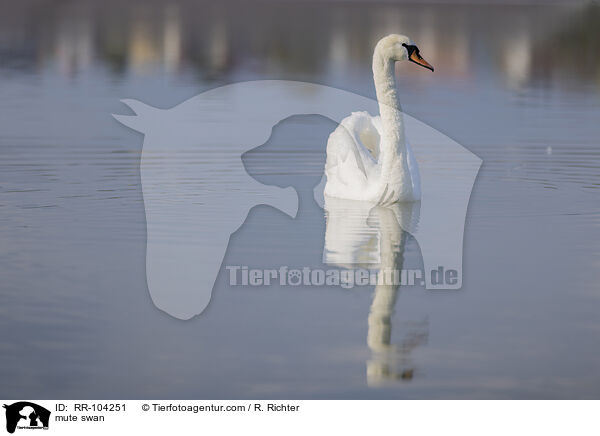 Hckerschwan / mute swan / RR-104251