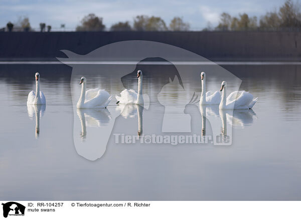 Hckerschwne / mute swans / RR-104257