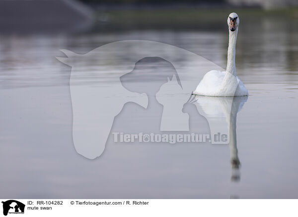 Hckerschwan / mute swan / RR-104282