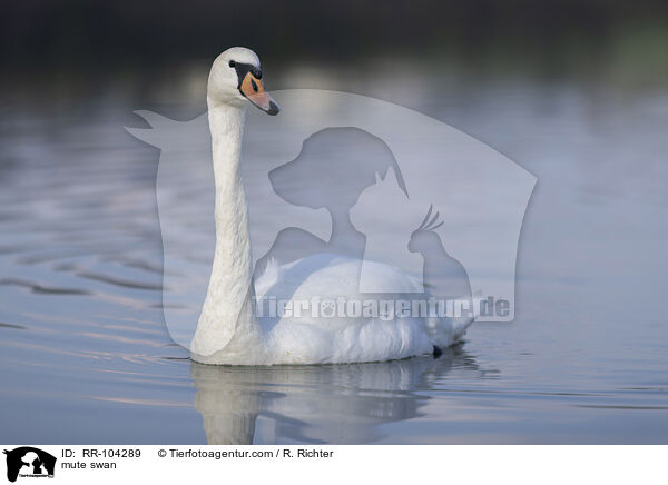 mute swan / RR-104289