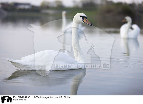 Hckerschwne / mute swans / RR-104293