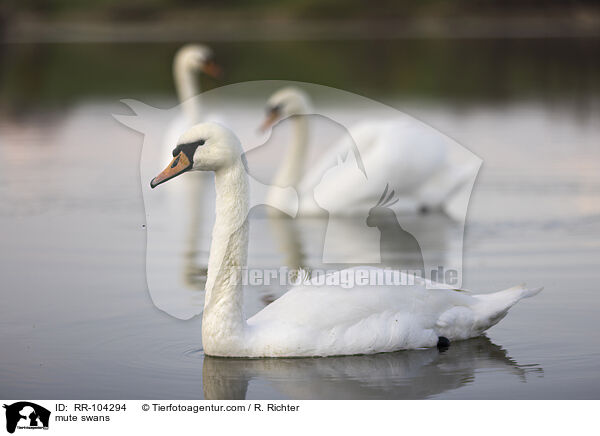 Hckerschwne / mute swans / RR-104294