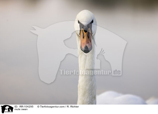 Hckerschwan / mute swan / RR-104295