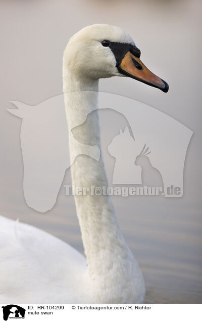 Hckerschwan / mute swan / RR-104299