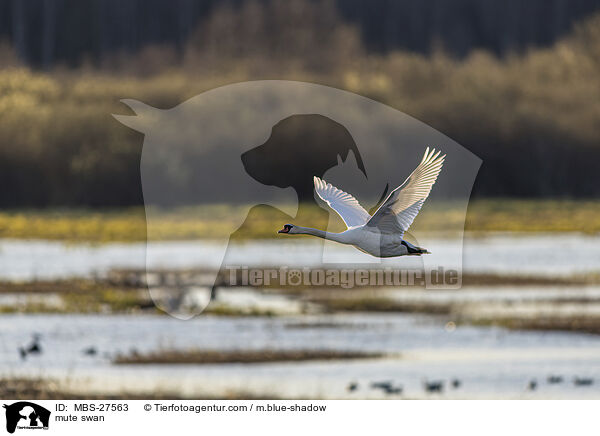 Hckerschwan / mute swan / MBS-27563