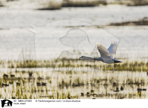 Hckerschwan / mute swan / MBS-27565