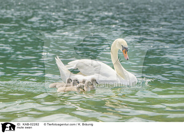 mute swan / KAB-02282