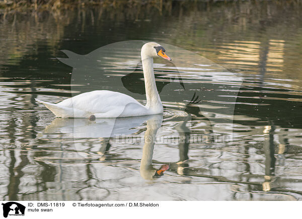 Hckerschwan / mute swan / DMS-11819