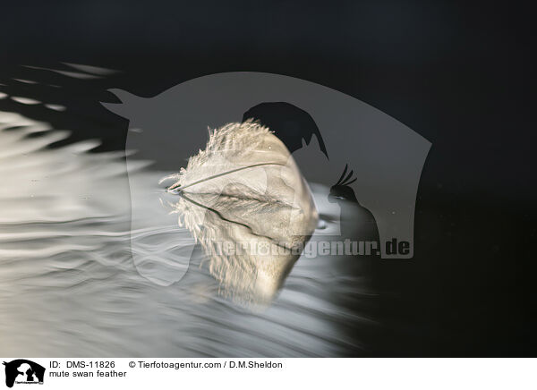 Hckerschwan Feder / mute swan feather / DMS-11826