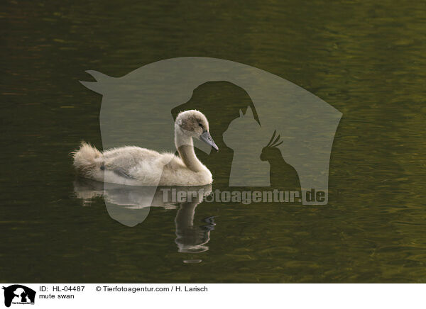 Hckerschwan / mute swan / HL-04487