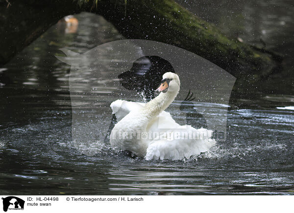 Hckerschwan / mute swan / HL-04498