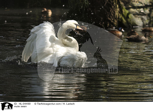 Hckerschwan / mute swan / HL-04499