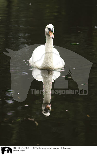 Hckerschwan / mute swan / HL-04589