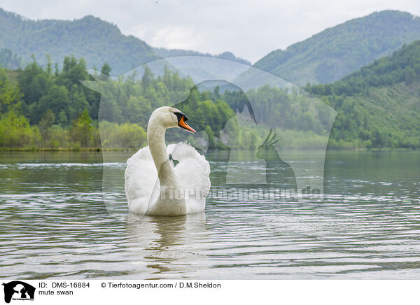 Hckerschwan / mute swan / DMS-16884