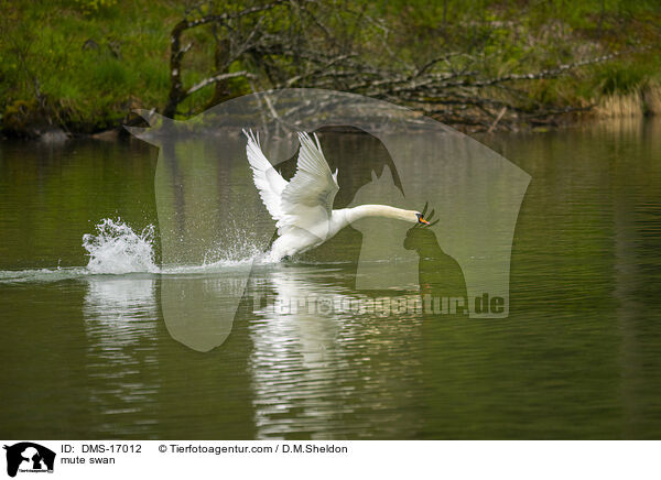 Hckerschwan / mute swan / DMS-17012