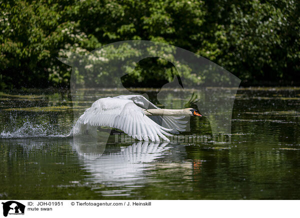 H�ckerschwan / mute swan / JOH-01951