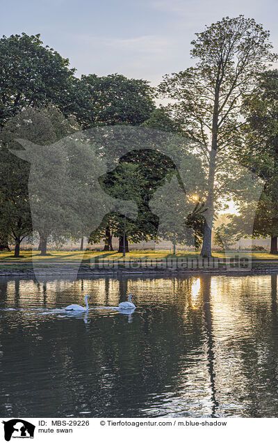 H�ckerschwan / mute swan / MBS-29226