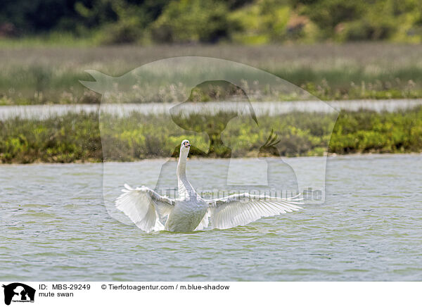 H�ckerschwan / mute swan / MBS-29249