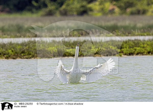H�ckerschwan / mute swan / MBS-29250