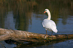 mute swan