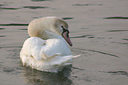 mute swan