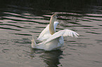 mute swan