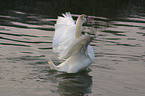 mute swan