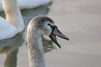 mute swan