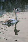 mute swan