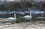 mute swan