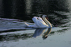 swan