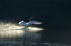 mute swan