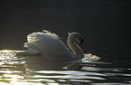 mute swan