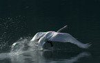 mute swan