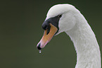 mute swan portrait