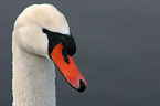 Portrait of a Swan