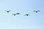 flying swans