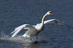 landing mute swan