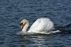 swimming mute swan