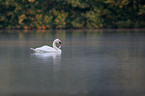 mute swan