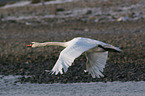 flying mute swan