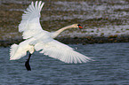 landing mute swan