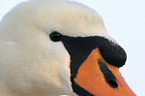 mute swan portrait