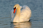 swimming mute swan