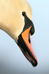 mute swan portrait