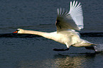 starting mute swan