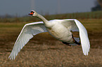 flying mute swan