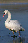 mute swan