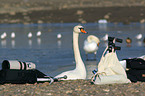 mute swans